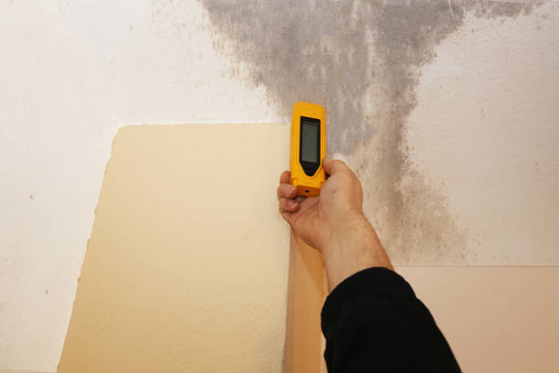 Best Black Mold Removal  in Tanque Verde, AZ