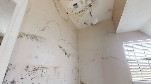 Best Mold Removal for HVAC Installations  in Tanque Verde, AZ