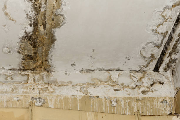 Best Attic Mold Removal  in Tanque Verde, AZ