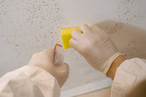 Best Water Damage & Mold Remediation  in Tanque Verde, AZ