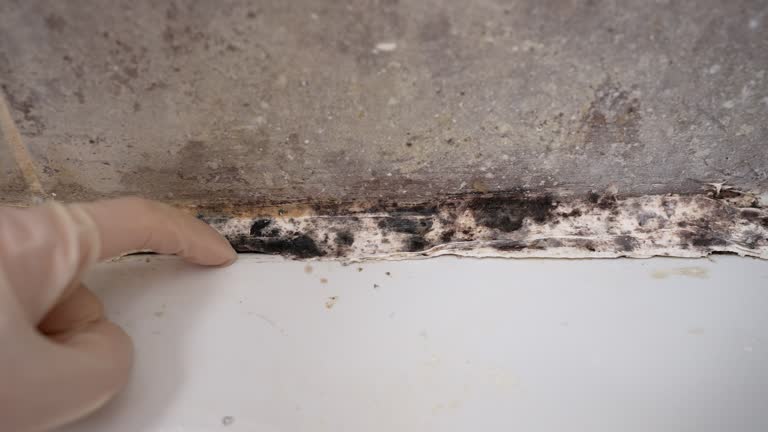 Best Biohazard Mold Removal  in Tanque Verde, AZ