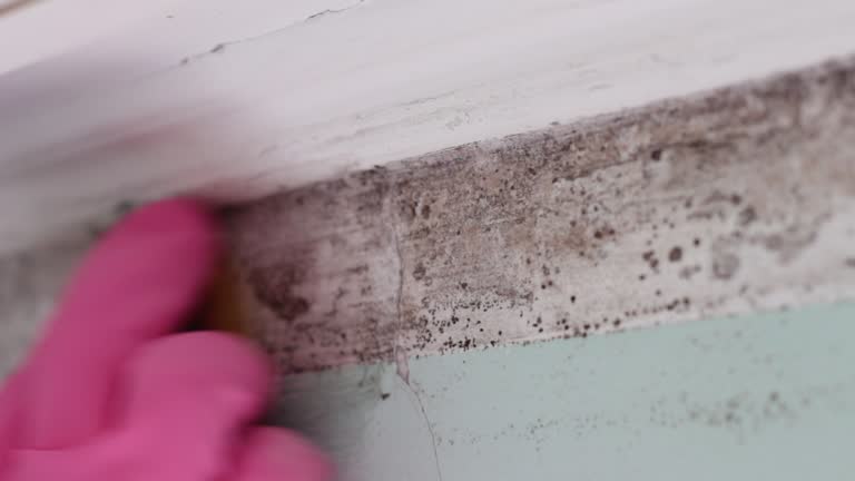 Best Mold Odor Removal Services  in Tanque Verde, AZ